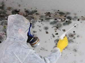 Capture-decran-2023-01-12-134513-1-1 Un technicien en tenue de protection complète, équipé d'un masque et de gants, est en train de traiter un mur couvert de moisissure noire et verte. Il utilise un pulvérisateur pour appliquer un produit fongicide