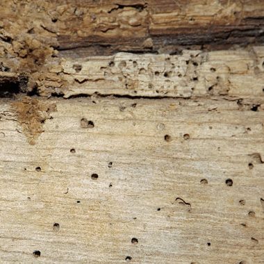 eling-mill-woodworm