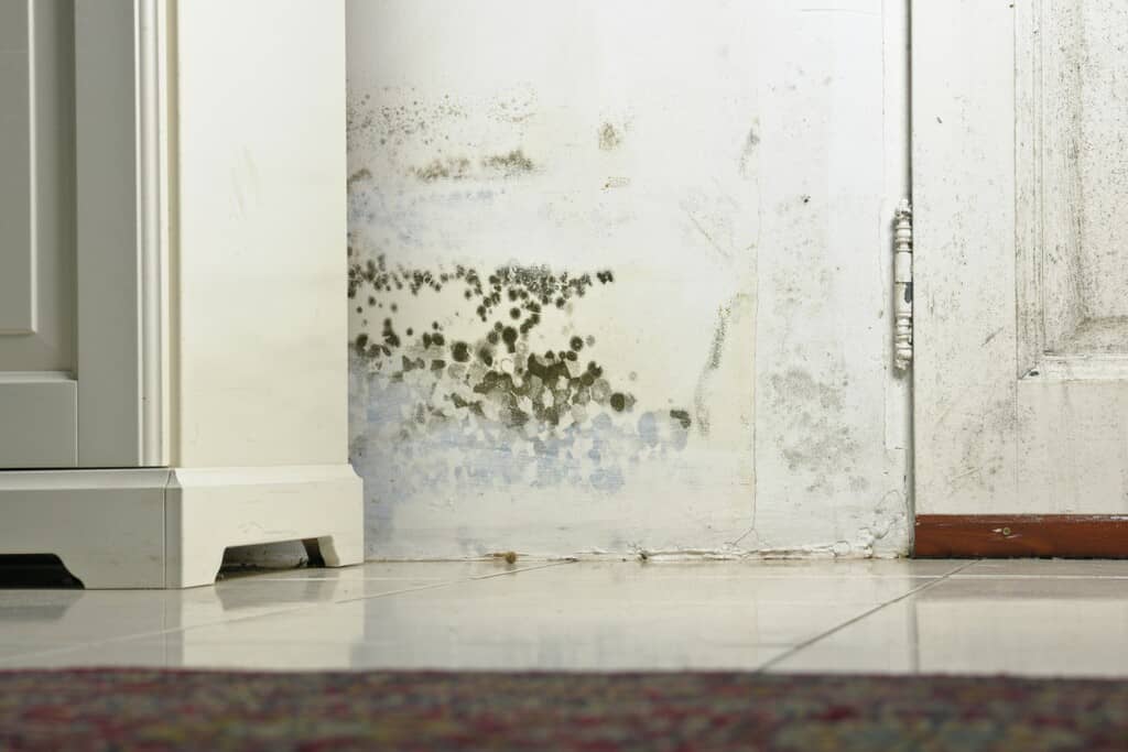 Mur humide avec moisissures et salpêtre