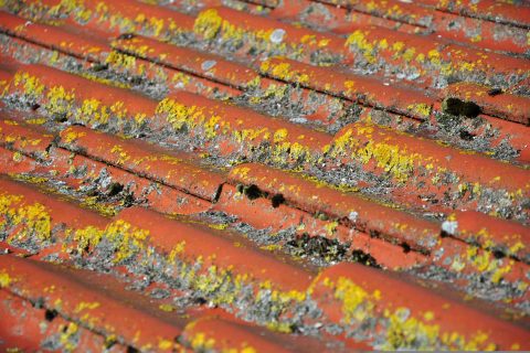 Lichen, mousse et pollution, les ennemis de votre toiture
